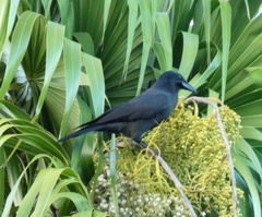 Corvus jamaicensis