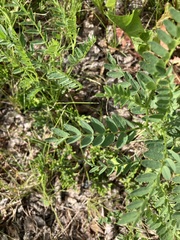 Astragalus agrestis