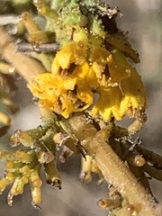 Holocarpha virgata virgata