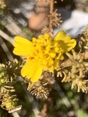 Holocarpha virgata virgata
