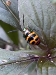 Chrysocoris fascialis