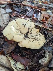 Cantharellus subalbidus
