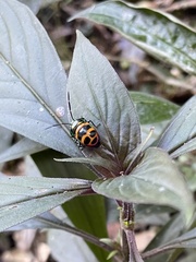 Chrysocoris fascialis