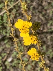 Holocarpha virgata virgata