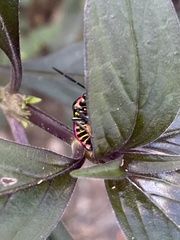 Chrysocoris fascialis