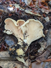 Cantharellus subalbidus
