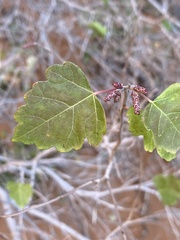 Rhus aromatica simplicifolia