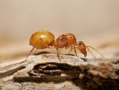 Myrmecocystus mexicanus
