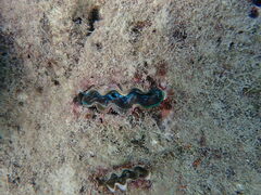 Tridacna crocea