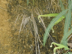 Mastigodryas boddaerti