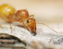 Myrmecocystus mexicanus