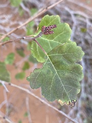 Rhus aromatica simplicifolia