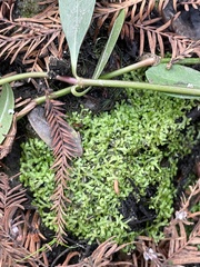 Riccia huebeneriana