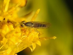 Meromyza
