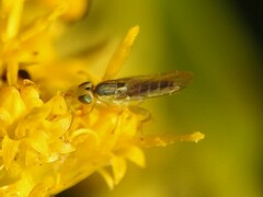 Meromyza