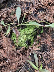 Riccia huebeneriana