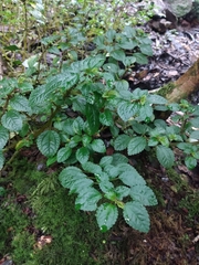 Pilea elliptica
