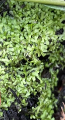 Riccia huebeneriana
