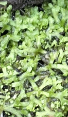 Riccia huebeneriana