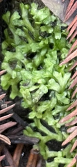 Riccia huebeneriana