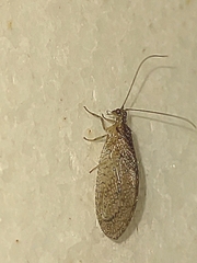 Nusalala tessellata