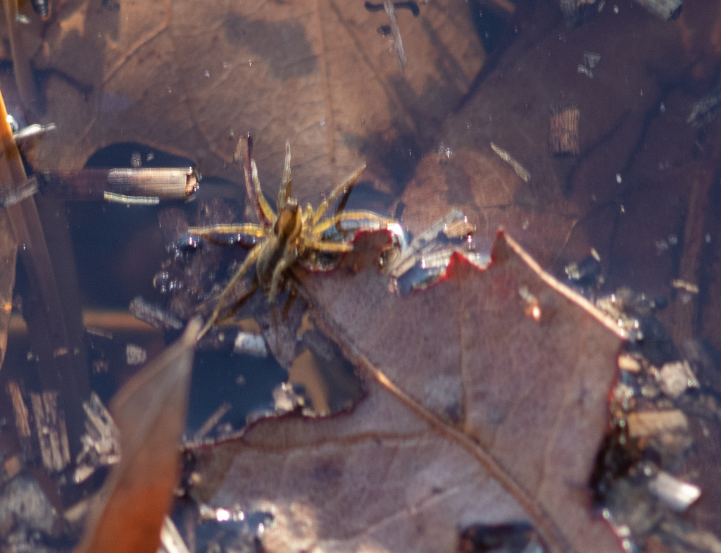 Saltmarsh Thin-legged Wolf Spider