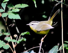 Basileuterus culicivorus