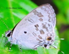 Hypolycaena kina