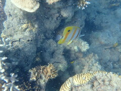 Chelmon rostratus