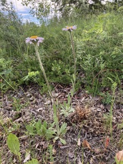 Erigeron peregrinus