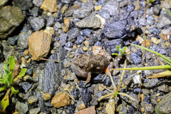 Uperoleia rugosa