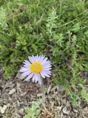 Erigeron peregrinus