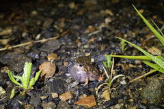 Uperoleia rugosa