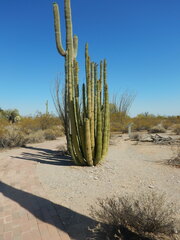 Stenocereus thurberi