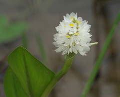 Pontederia reflexa