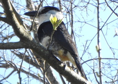 Notharchus swainsoni