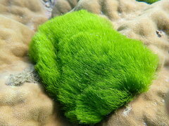 Ulvophyceae