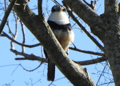 Notharchus swainsoni