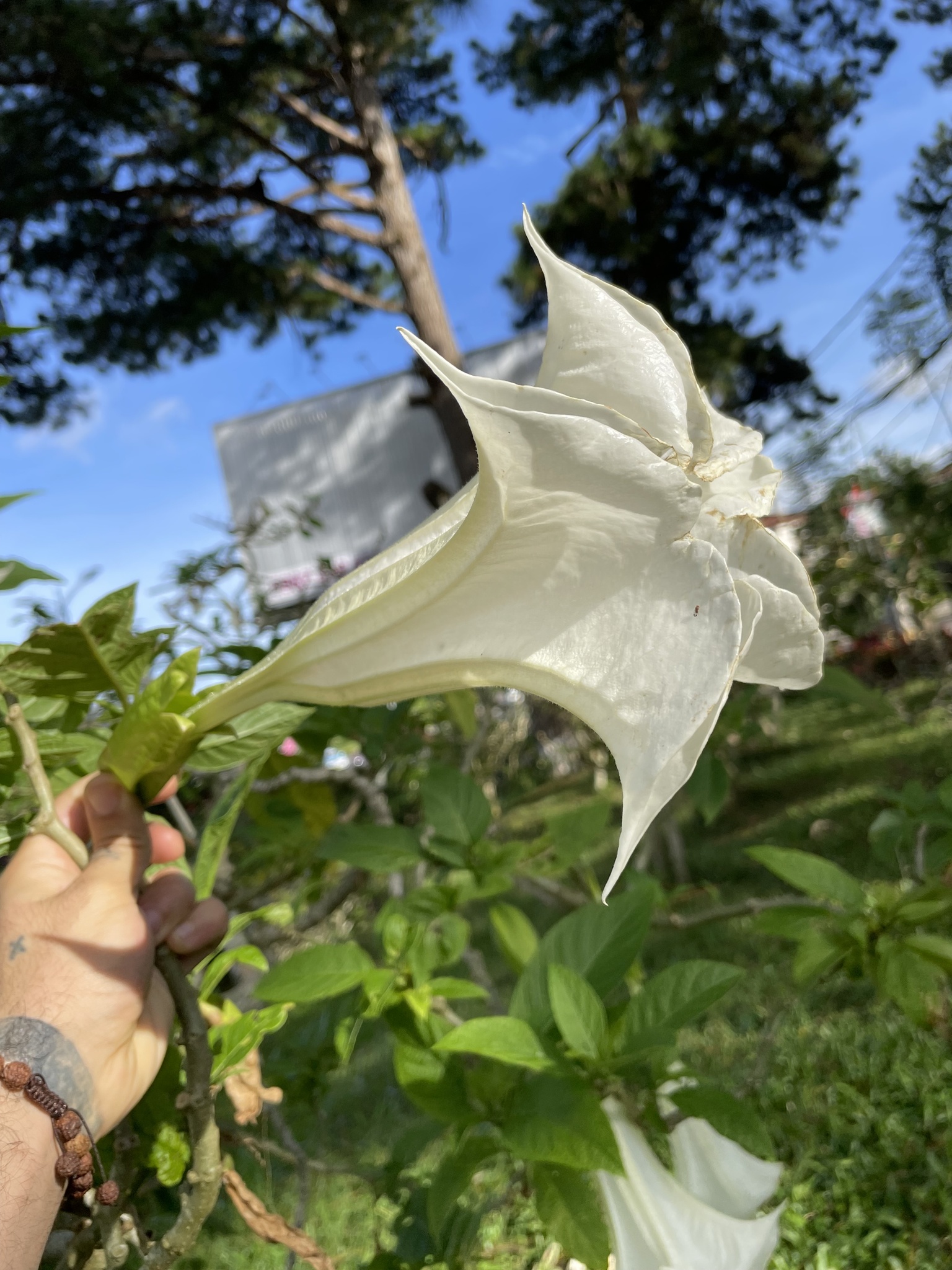 Brugmansia suaveolens (Brugmansia suaveolens)