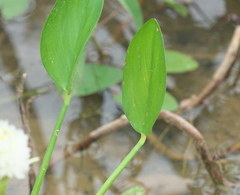 Pontederia reflexa