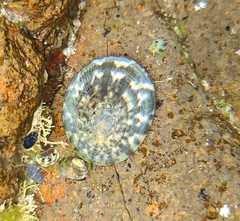 Cellana radians