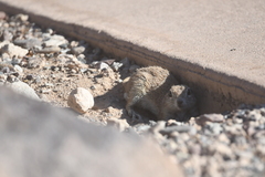 Xerospermophilus tereticaudus