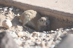 Xerospermophilus tereticaudus