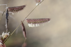 Bouteloua hirsuta
