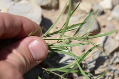 Pombalia verticillata