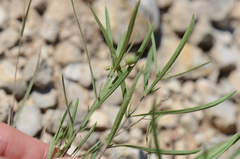 Pombalia verticillata