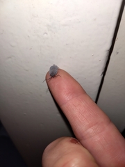 Porcellionidae