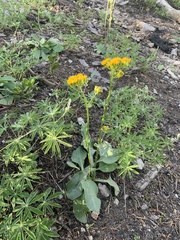 Senecio aronicoides
