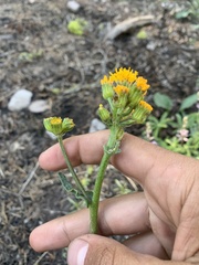 Senecio aronicoides