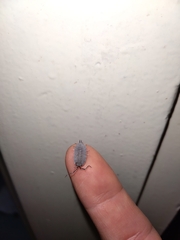 Porcellionidae